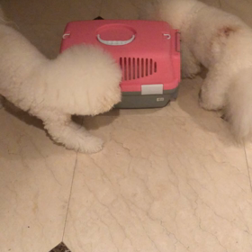 チビ子 Prairieとの出会いパート6の画像