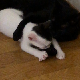 利用者宅の猫達の画像