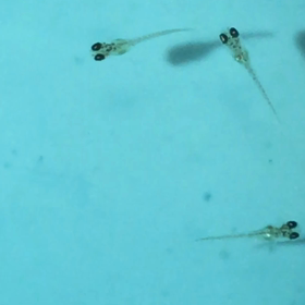 今日の針子の画像