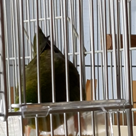 初サザナミ3の画像