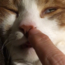 爆睡中。の画像