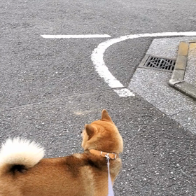 やっぱりの画像