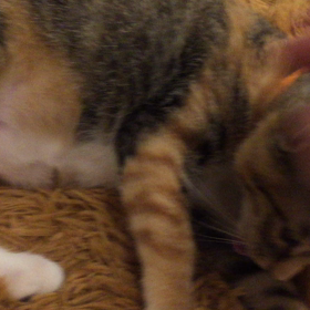 猫の森は代表を初め皆んな優しいですの画像