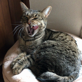 動画はこれでいいんかな？の画像