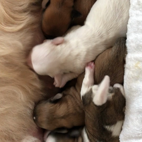 ハバニーズ♪のんちゃんベビー生後1週間の画像