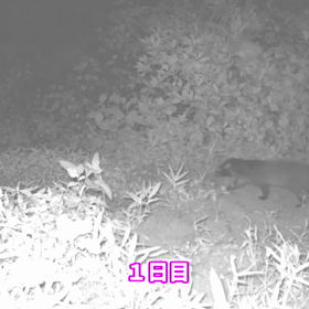 すぎぴたんの事件簿シーズン2　351話（夜中にぴょんぴょん２）の画像