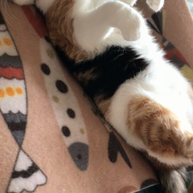 まじヤバイ…けど、開きなおりの画像