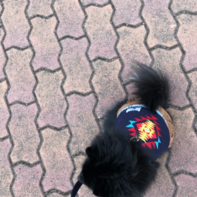 2019年2月23日   ルナ 抱っこの画像