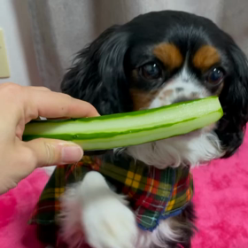 ■はじめて?のきゅうり■の画像