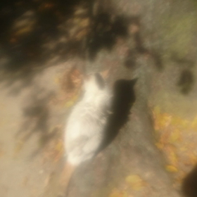 しらゆきちゃん動画シリーズ：最新版の画像