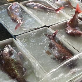 なぜだ！豊漁の訳とは？の画像