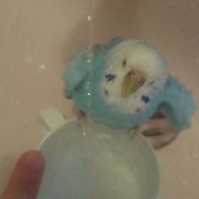 ちゃぷちゃぷの画像