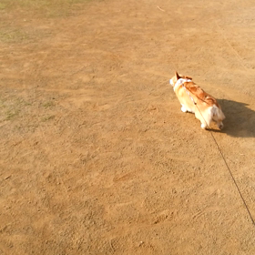 換毛期だからの画像