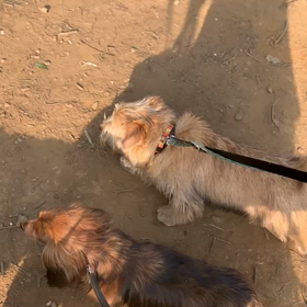 4月6日16わんこと1時間遠足  代々木公園の画像