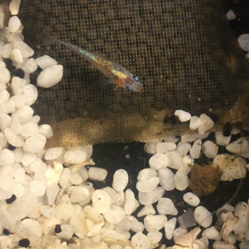 新系統　オーロラ黄ラメ体外光の画像