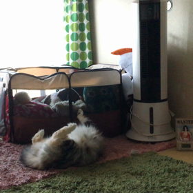 バカ可愛いかったからの画像