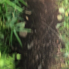 散歩道／動画の画像