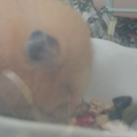 モグモグの画像