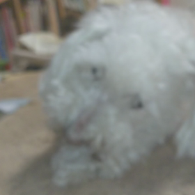 一生懸命の画像