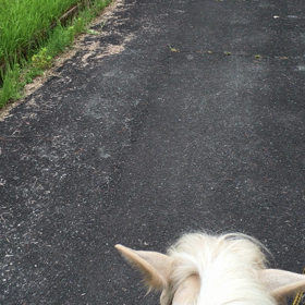 気持ち良い曳き馬♡の画像
