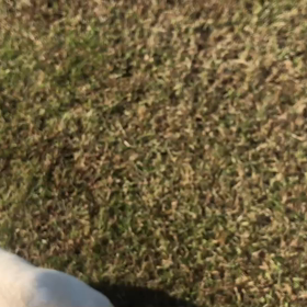 ♪お散歩動画♪二子玉川♪の画像