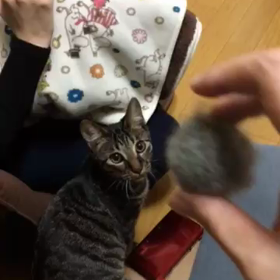 ９３日目 犬…？の画像