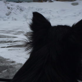 今日は鏡開きの日とワンワンワンの日(・∀・)の画像