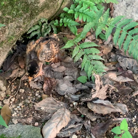 アップできないの画像