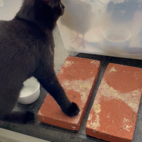 気になって仕方がないの画像