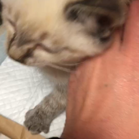 新しい保護猫ちゃんの画像