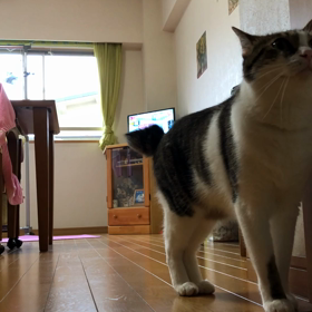 コロナで3食…大人2人食費がかかりました。デールのご飯！の画像