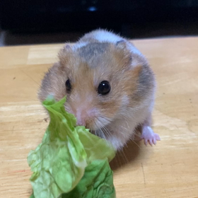 ゆったり休日の画像