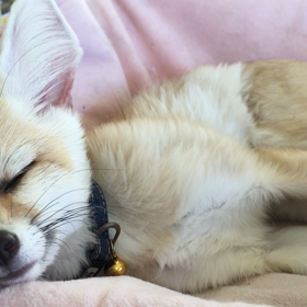 ★ピクミン★の画像