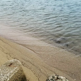 天橋立⚓の画像