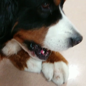 カミカミ棒の画像