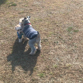 小型犬幼稚園の画像