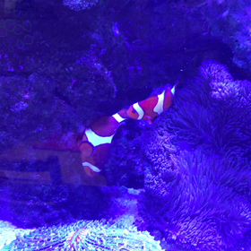 ニモが産卵中です♡の画像