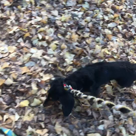 ♪お散歩動画♪代々木公園♪①の画像