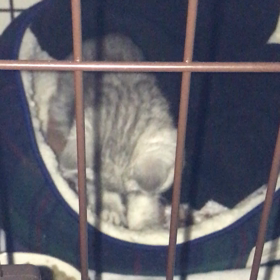 猫あるある ２の画像