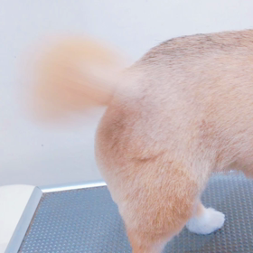 わんちゃんしっぽ\♡︎/の画像