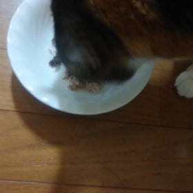 こももさん動画の画像