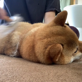 始まってますの画像