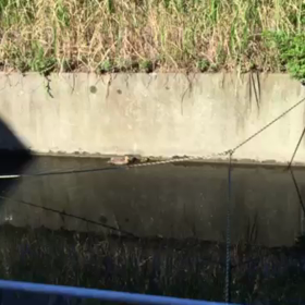 鴨の親子の画像