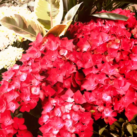 aninani クラスの画像