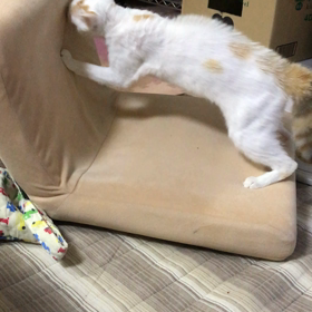 2017.06.08：何かと戦うテン。の画像