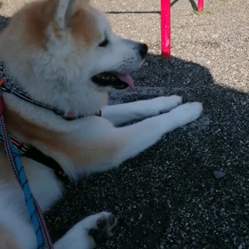 遂にやって来てしまった暑い夏の朝‼️って感じ。早朝だから、飼い主にはまだ十分涼しい。「未来丸にとの画像