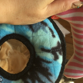 ワンコを笑顔にするために〜〜有言実行！の画像