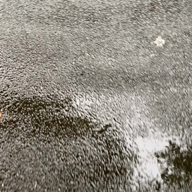 黒猫なんだ？の画像