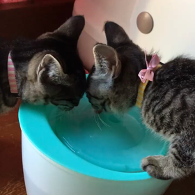 戻ってきたよ、柊華ちゃん、菜穂ちゃん❤️の画像