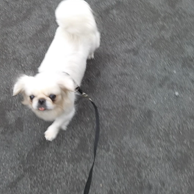 お散歩　百合の画像